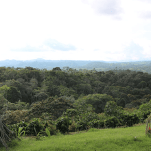 Upload image to gallery, Café Colombia Bio - El Bombo, Colombia