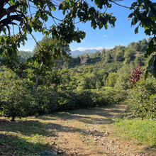 Charger l'image dans la galerie, Café San Lorenzo - Coban, Guatemala