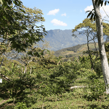 Charger l'image dans la galerie, Café Santa Fé Decaf - Chiapas, Mexique