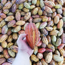 Charger l'image dans la galerie, Chocolat noir Mana Philippines 80%
